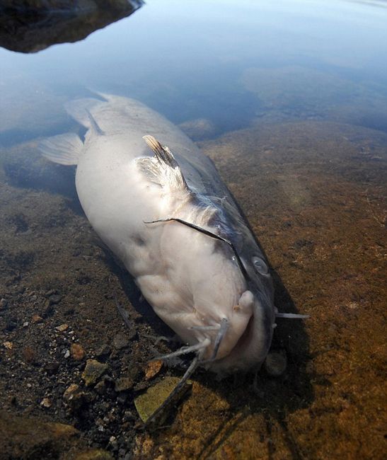 人工湖10萬條魚神秘死亡