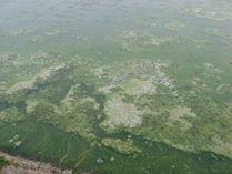 高濃度藍藻水華治理/水面垃圾治理